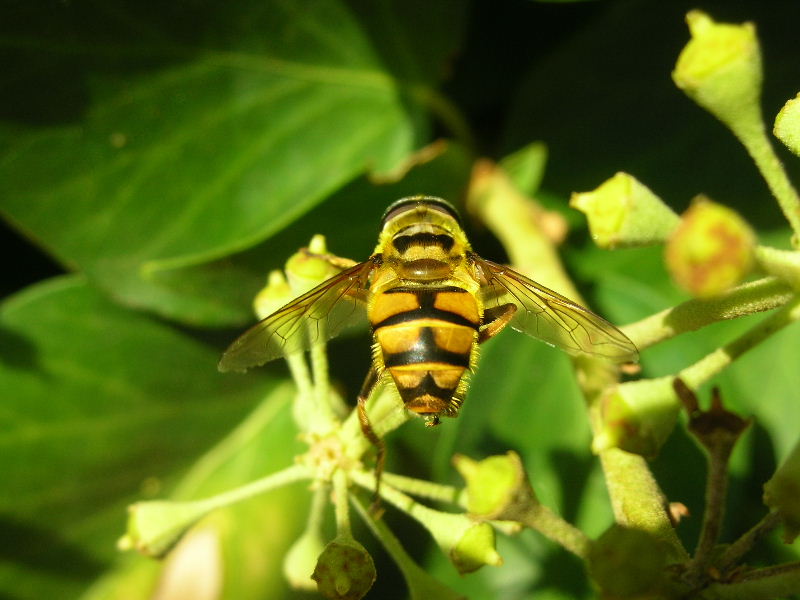 Myathropa florea (Syrphidae)